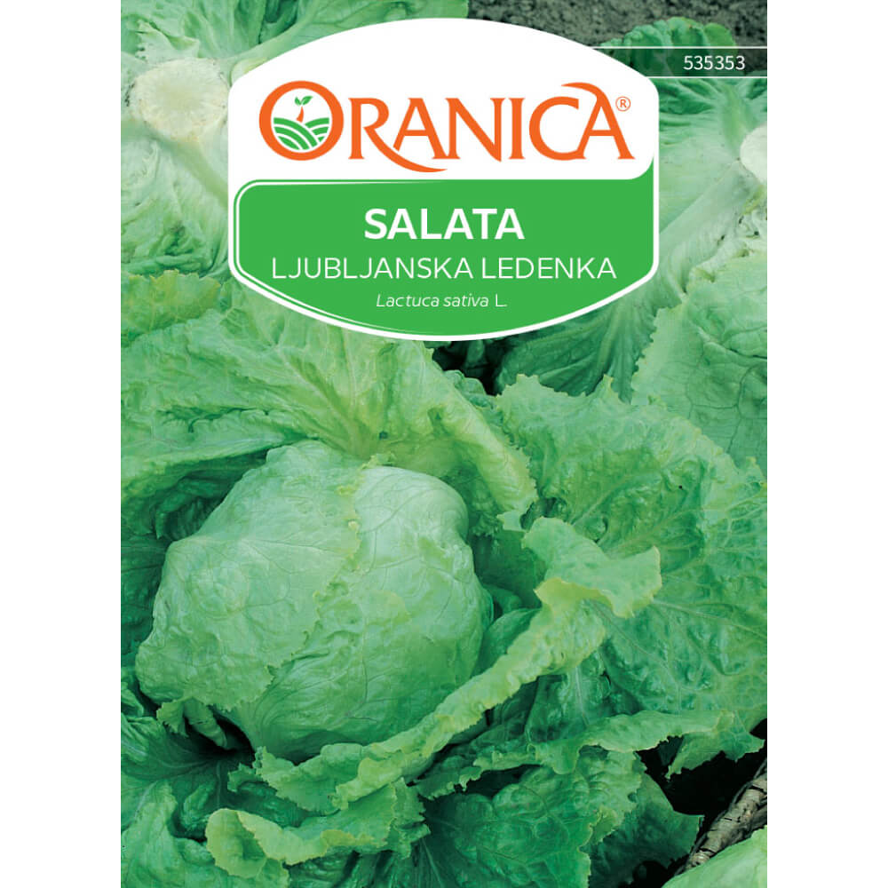 Salata Ljubljanska ledenka