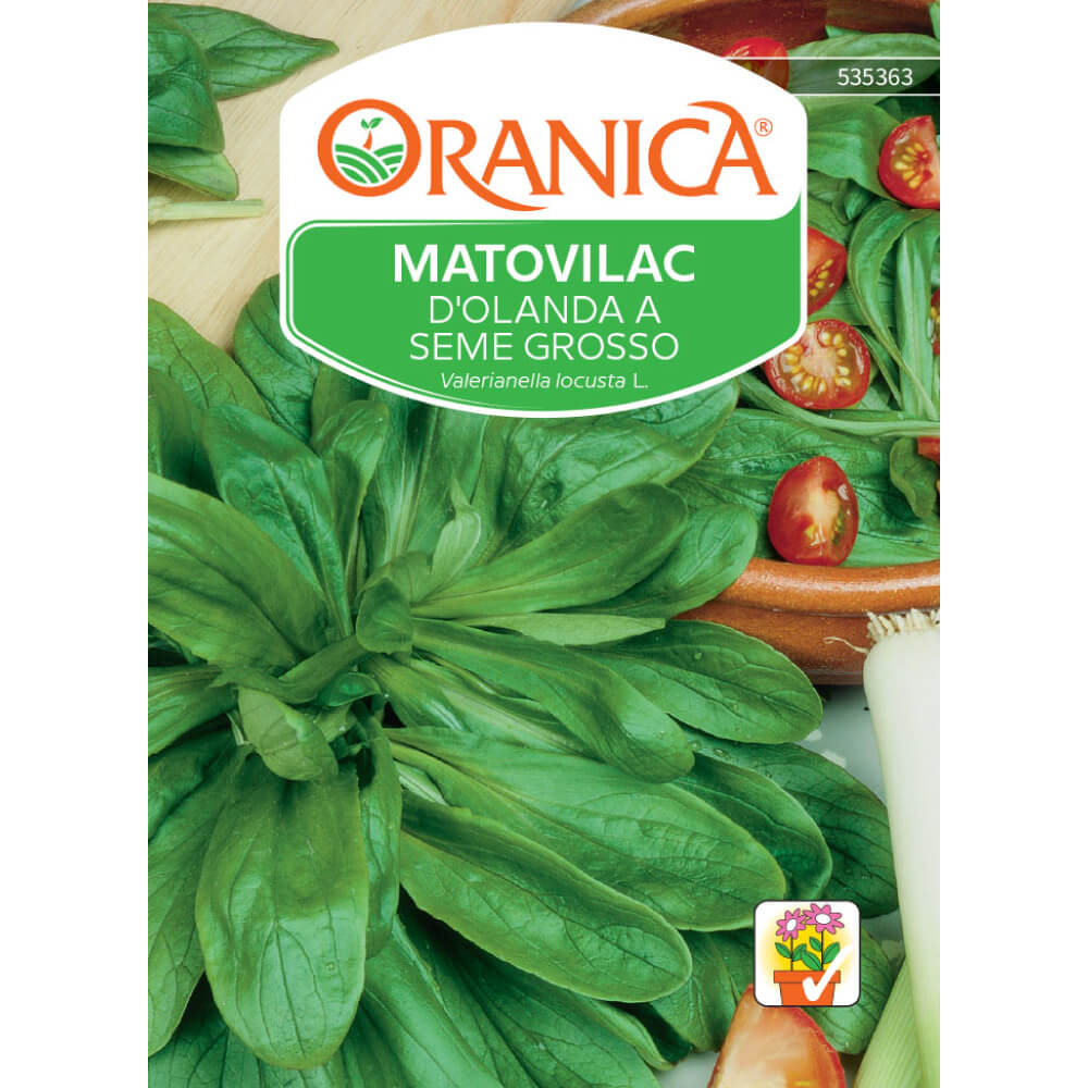 Matovilac D'Olanda a seme grosso
