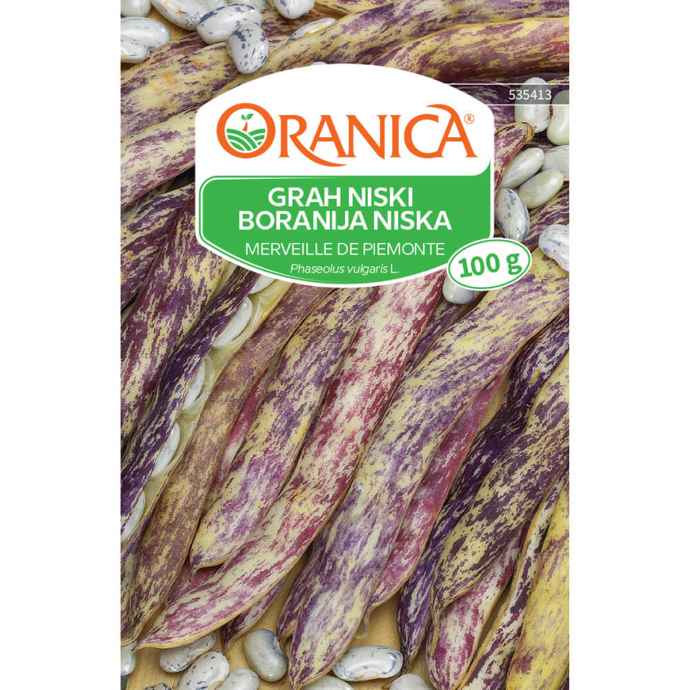 Grah niski / Boranija niska Merveille de Piemonte