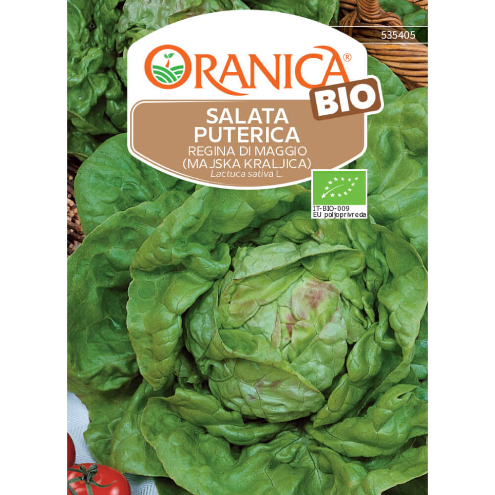 Salata puterica BIO Regina di Maggio (Majska kraljica)
