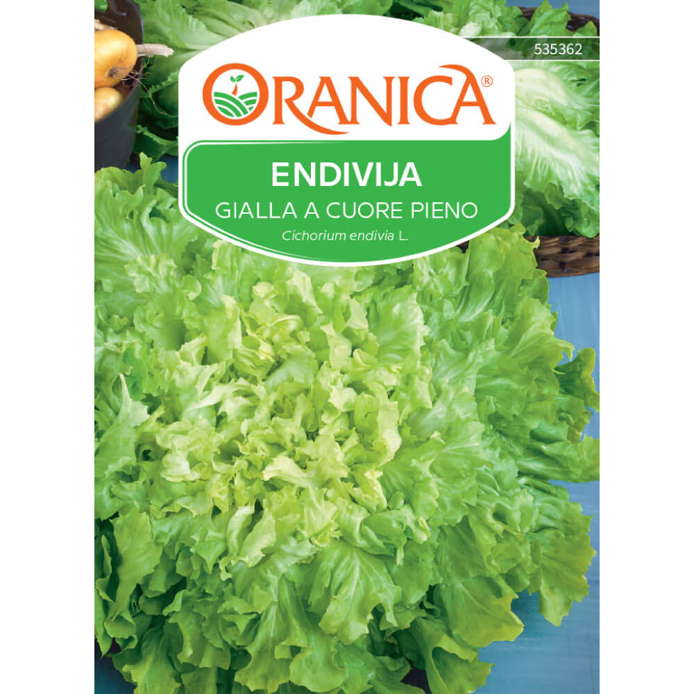 Endivija Gialla a cuore pieno