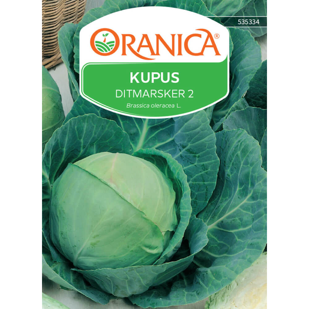 Kupus Ditmarsker 2